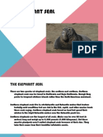 The Elephant Seal