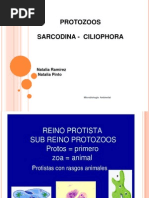 Exposicion Microbiologia. Protozoos, Sarcodina, Ciliophora