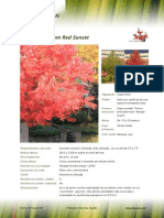 Acer Rubrum Red Sunset