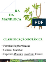 Cultivo da mandioca em