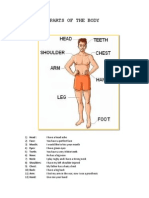 Cuerpo Humano en Ingles