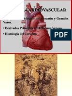 Anatomia Del Corazon