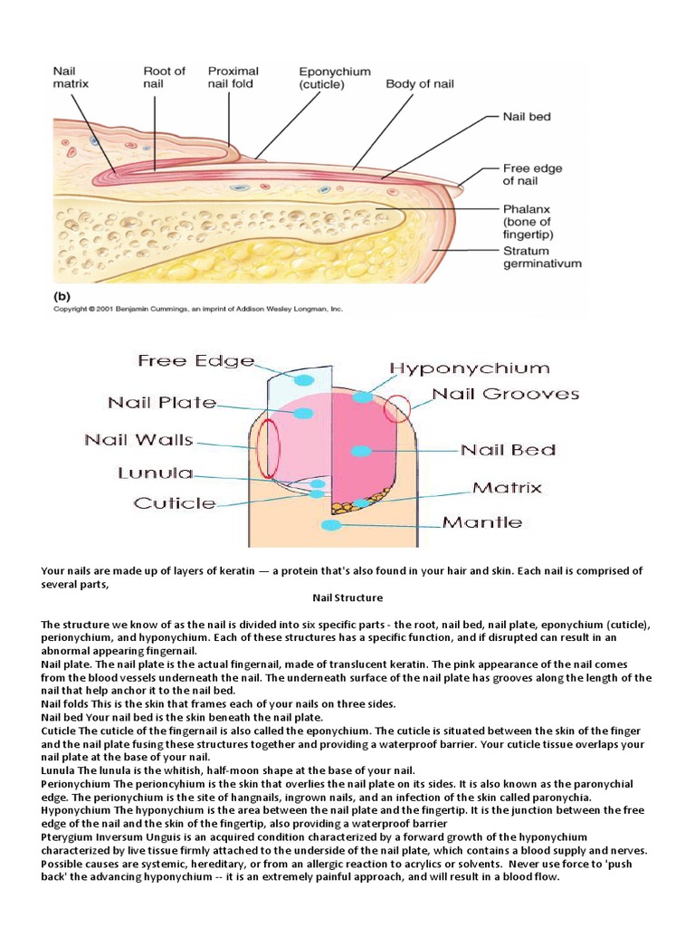 Your Nails Are Made Up of Layers of Keratin PDF Nail (Anatomy) Foot