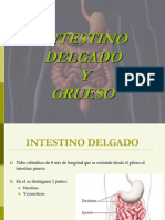 intestinodelgado1-100625145500-phpapp01