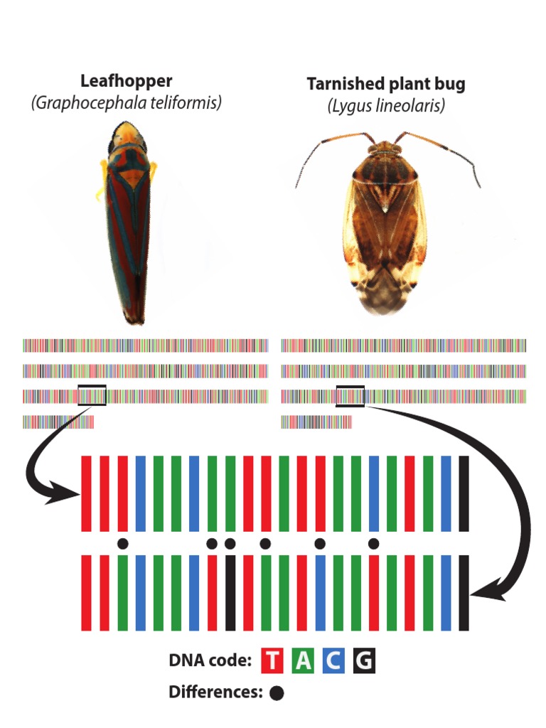Tarnished Plant Bug vs. Leafhopper DNA | PDF