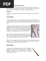 Download EN QUE CONSISTE UNA FLAUTA DE PANdocx by Xavier Quintanilla SN239365721 doc pdf