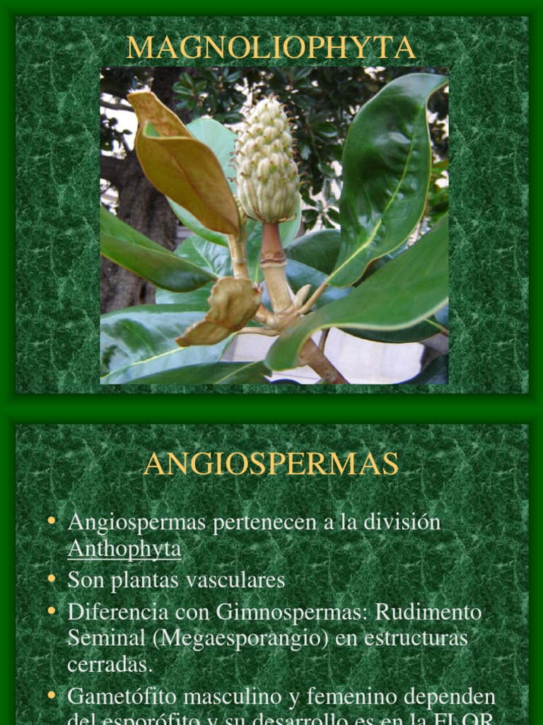 7 Magnoliophyta | PDF | Hoja | Reproducción de plantas