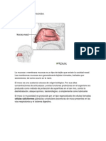 Formacion de La Mucosa Selene 6