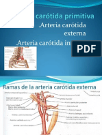 Arteria Carótida Primitiva