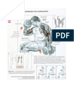 Curl de Biceps Alternos