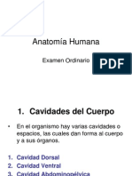Anatomia Humana Examen Ordinario