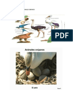 Animales Obiparos