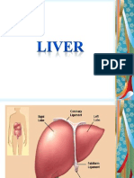 Liver