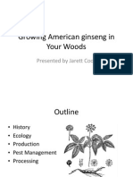 Woods Grown American Ginseng