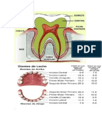 Total de Dientes en Adultos