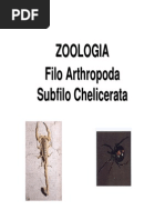 7a Aula Chelicerata