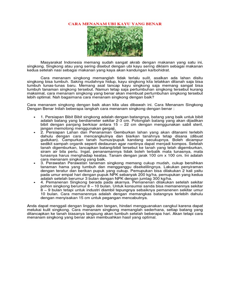  Cara  Menanam  Ubi Kayu  Yang  Benar  2