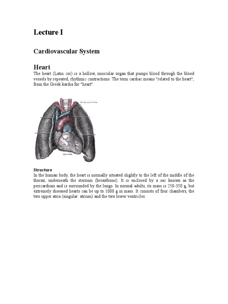 Cardiovascular System - Lecture I | PDF | Atrium (Heart) | Heart