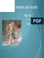 Tigers - Hunters and Hunted: Big Cats