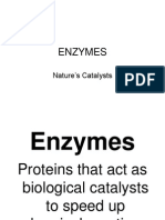Enzymes: Nature's Catalysts