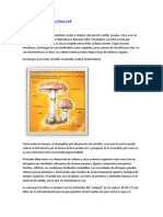 Champinon PDF