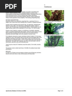 Download Averrhoa_bilimbi by Cyprian Rian SN239589471 doc pdf