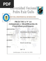 36924447-esporas