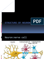 Structure of Neuron