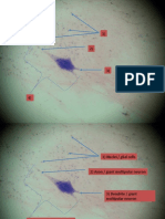 Nervous and Endocrine Histology Review