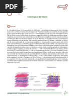 Coloração de Gram T