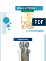 Configuracion Externa de La Medula Espinal - Del Nogal