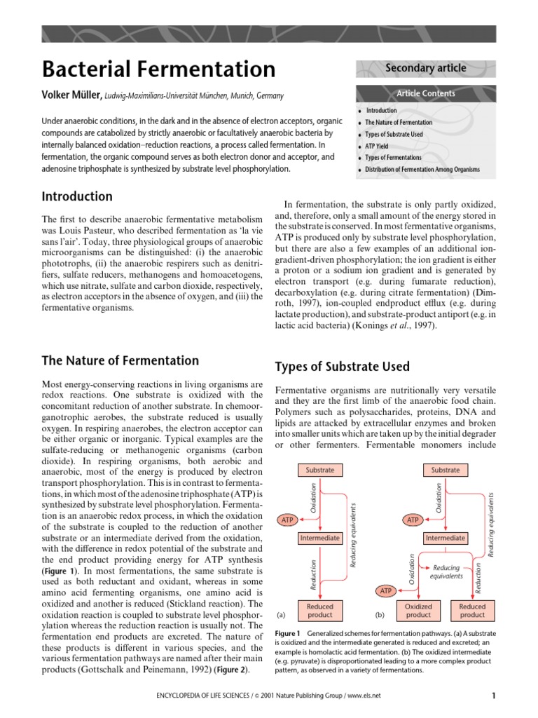 Overview of Bacterial Fermentation | PDF | Fermentation | Lactic Acid