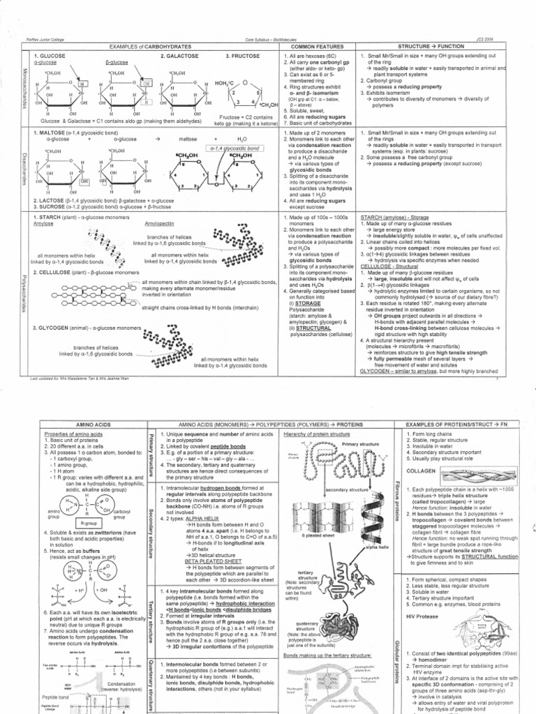Biomolecules SUMMARY PDF Alpha Helix Collagen