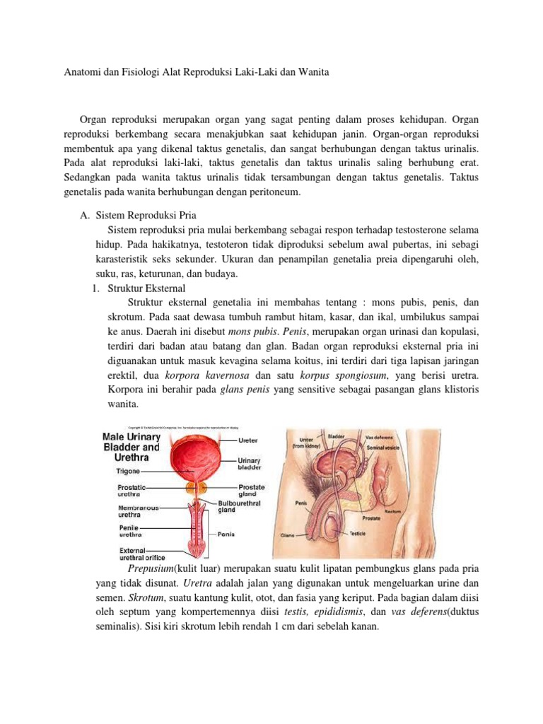Organ Reproduksi Kelas 9 Laki Laki Anatomi Dan Fisiologi Alat  Reproduksi  Laki 