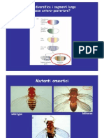 16.omeo Biologia Sviluppo 2011