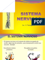 sistemanervioso6toautoguardadofinal2013-130310112654-phpapp01