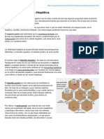 Anatoma Patolgica Heptica PDF