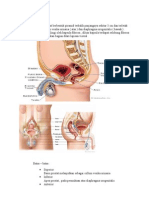 Anatomi Makro & Mikro Prostat