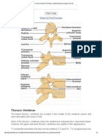 Cervical Vertebrae Print Page - Unlabeled Diagram (Image) and Text