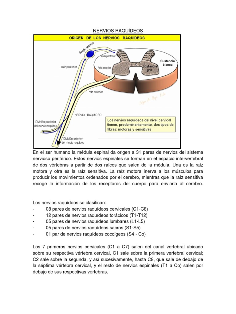 Nervios Raquídeos | PDF | Sistema nervioso autónomo | Vértebra