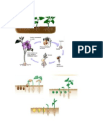 Tarea de Ivan Enrique Ciclo de Vida Plantas