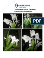 SECOIN Hedychium Coronarium For Perfumery