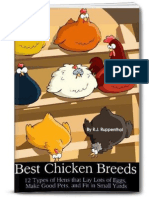 Best Chicken Breeds