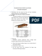 Llaporan Genetika Drosophila