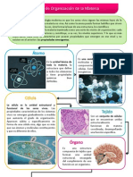 Niveles de Organización