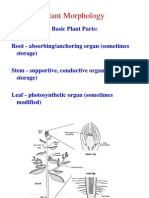 plnt, Morphology