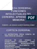 Corteza Cerebral