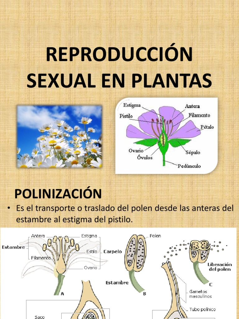 Sem 15 Reproducción Sexual y Vegetativa en Plantas - Metamorfosis ...