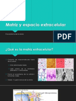 Matriz y Espacio Extracelular