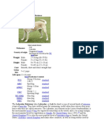 Navigation Search: Labrador Retriever